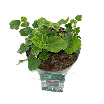 Lavatera 'Barnsley Baby'