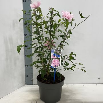 Hibiscus syriacus PINK CHIFFON