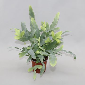 Phlebodium aureum 'Blue Star'