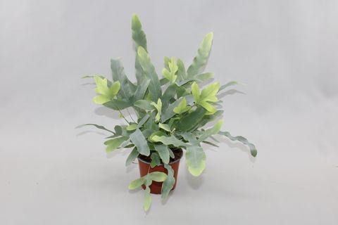 Phlebodium aureum 'Блю Стар'