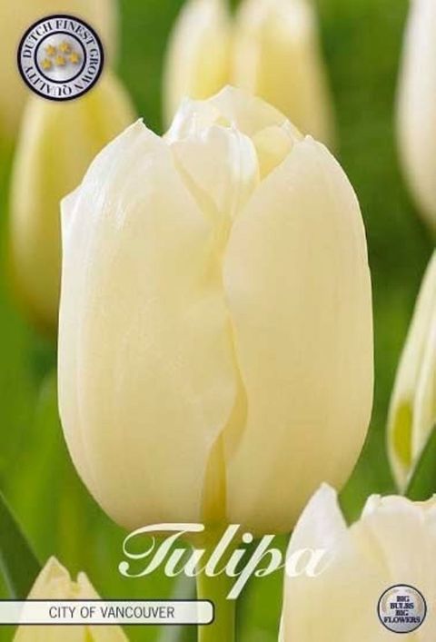 Tulipa 'City of Vancouver'