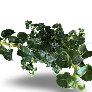 Hydrangea anomala petiolaris