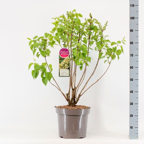 Syringa vulgaris 'Primrose'