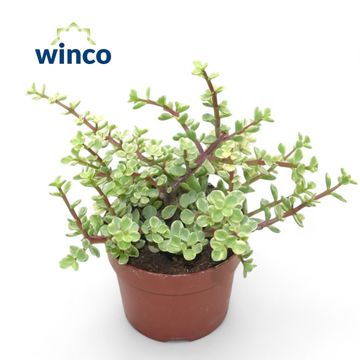 Portulacaria afra 'Variegata'