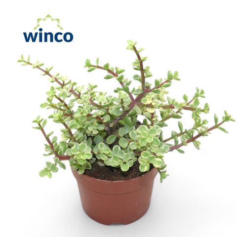 Portulacaria afra 'Variegata'