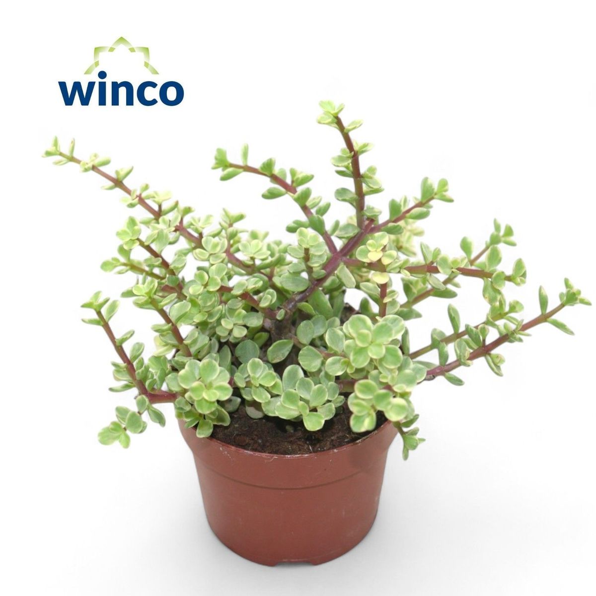 Portulacaria afra 'Variegata' — Plant Wholesale FlorAccess