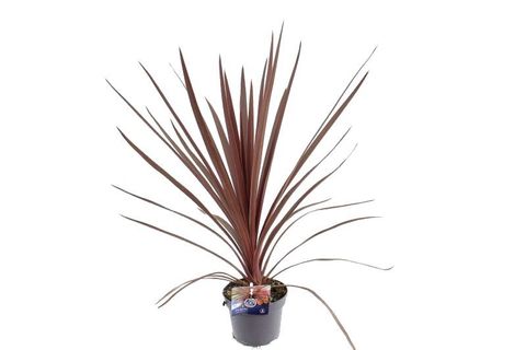 Cordyline australis 'Red Star'