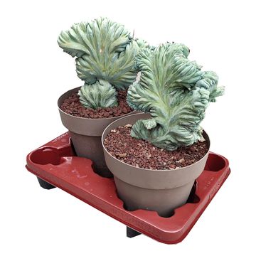 Myrtillocactus geometrizans cristata