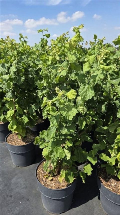 Corylus avellana 'Scooter'