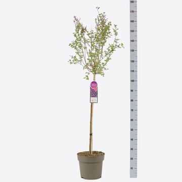 Syringa BLOOMERANG DARK PURPLE