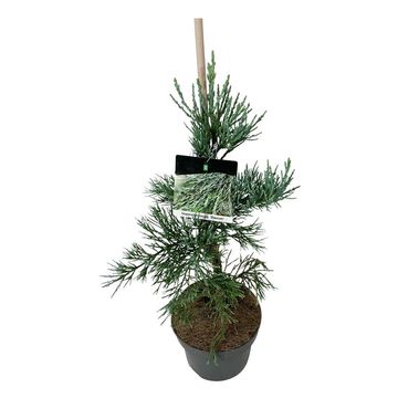 Sequoiadendron giganteum 'Glaucum'