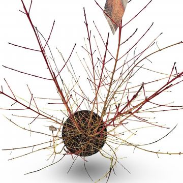 Cornus sanguinea 'Midwinter Fire'