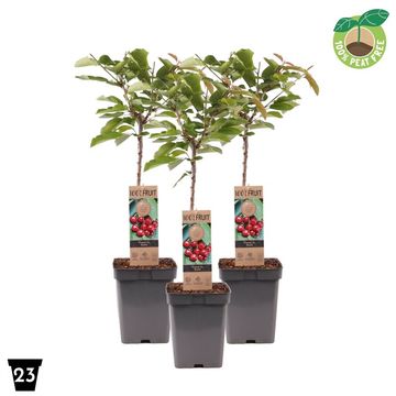 Prunus avium 'Stella'