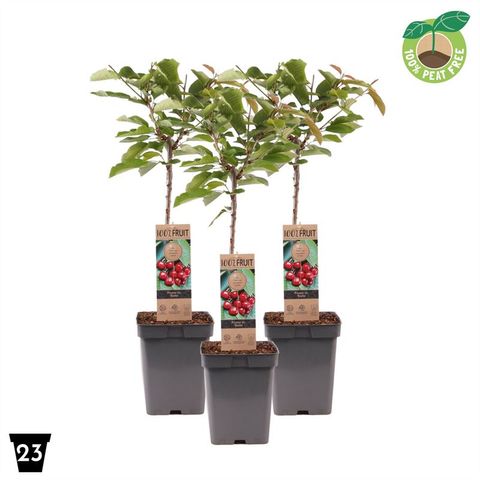 Prunus avium 'Stella'