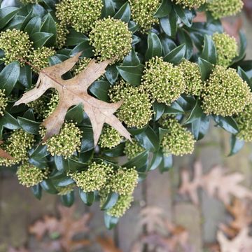 Skimmia japonica WHITE DWARF