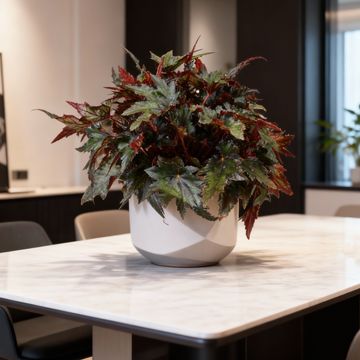 Begonia JUNGLE WONDER EBONY