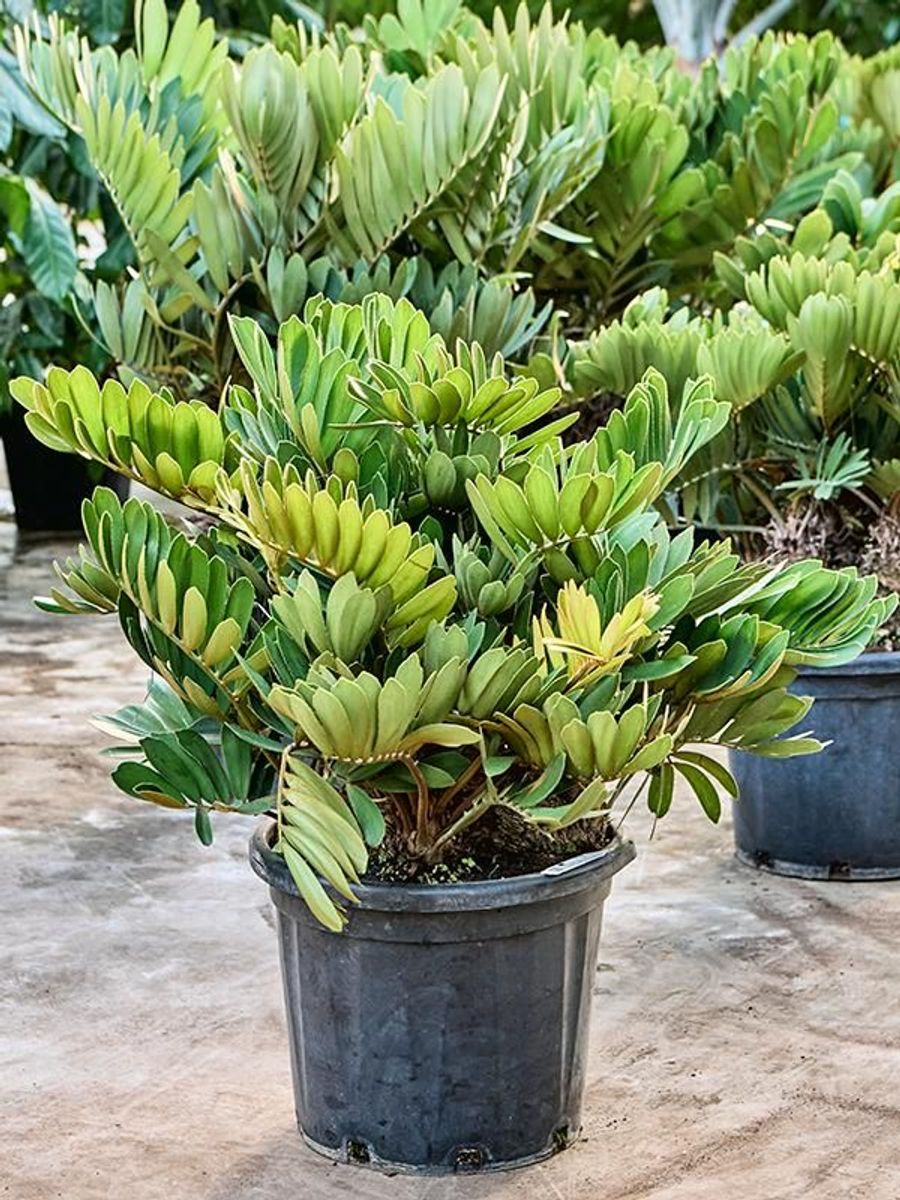 Zamia furfuracea — Plant Wholesale FlorAccess