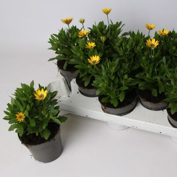 Osteospermum MARGARITA YELLOW