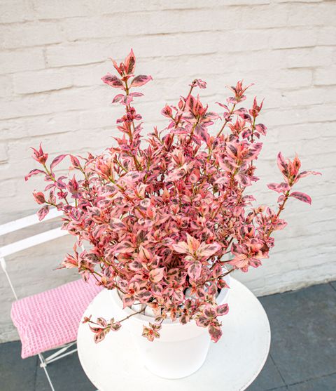 Hydrangea serrata EUPHORIA PINK