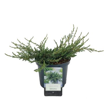 Juniperus communis 'Repanda'