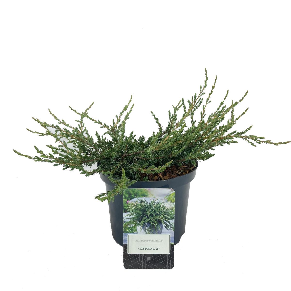 Juniperus communis 'Repanda' — Plant Wholesale FlorAccess