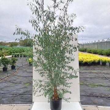 Eucalyptus gunnii