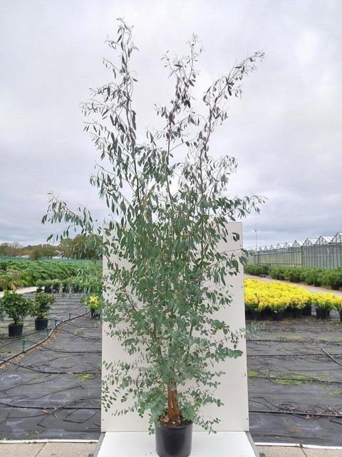 Eucalyptus gunnii