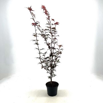 Acer palmatum 'Skeeter's Broom'