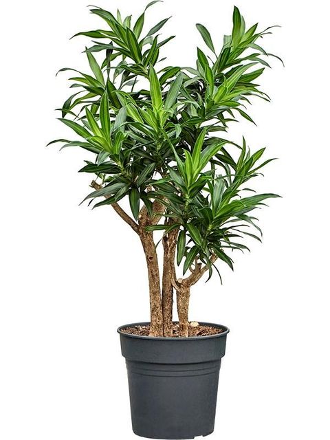 Dracaena reflexa 'Song of Jamaica'