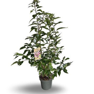 Prunus serrulata 'Kanzan'