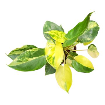 Philodendron burle-marxii 'Variegata'