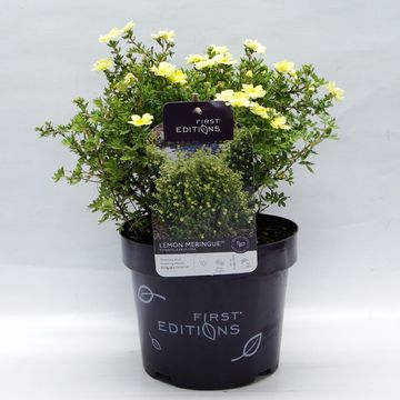 Potentilla fruticosa LEMON MERINGUE