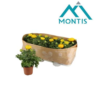 Ranunculus asiaticus 'Sprinkles Yellow'