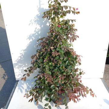 Loropetalum chinense 'Daybreak's Flame'