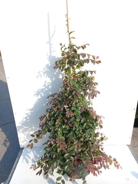Loropetalum chinense 'Daybreak's Flame'