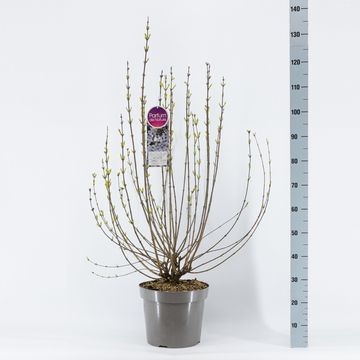 Syringa x chinensis 'Bicolor'