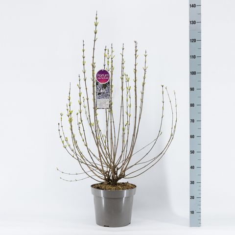 Syringa x chinensis 'Bicolor'