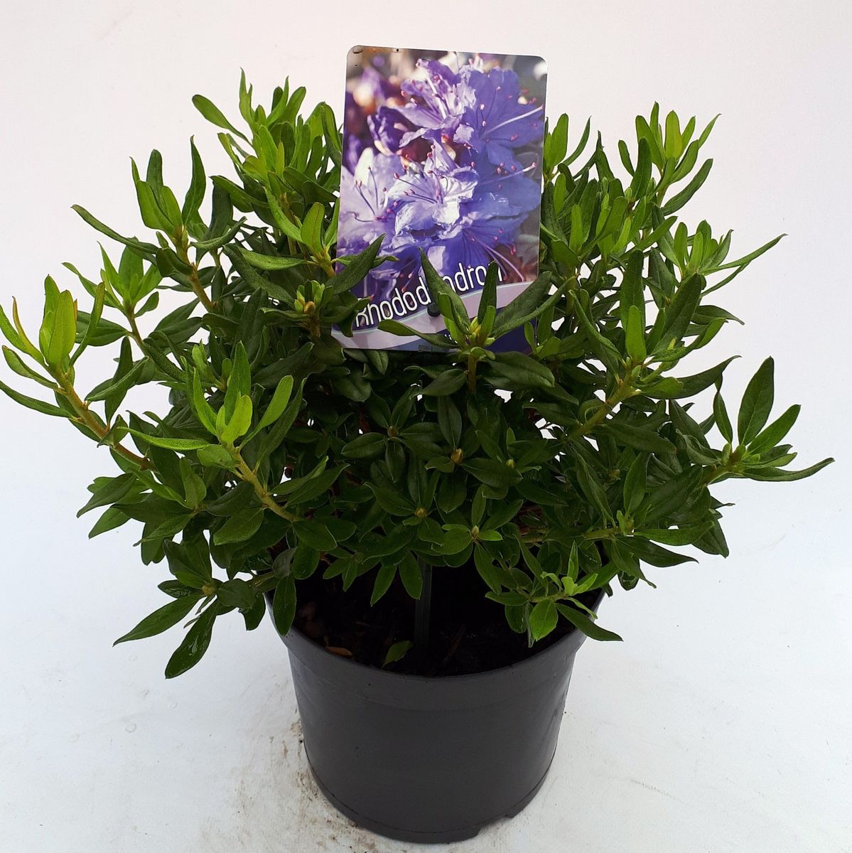 Rhododendron 'Night Sky' — Plant Wholesale FlorAccess