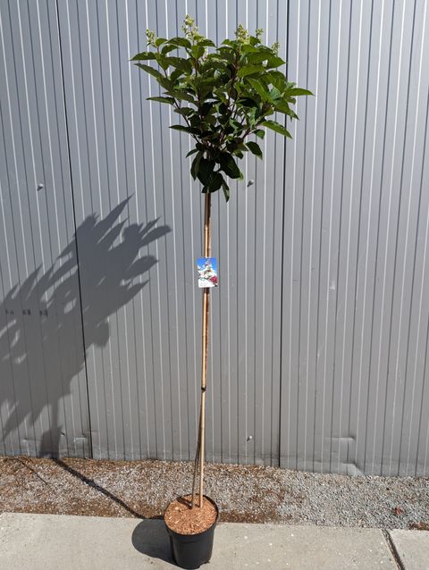 Hydrangea paniculata 'Wim's Red'