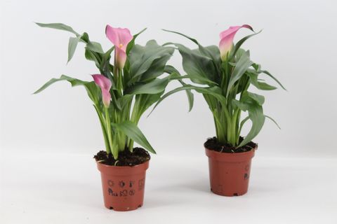 Zantedeschia 'Samur'