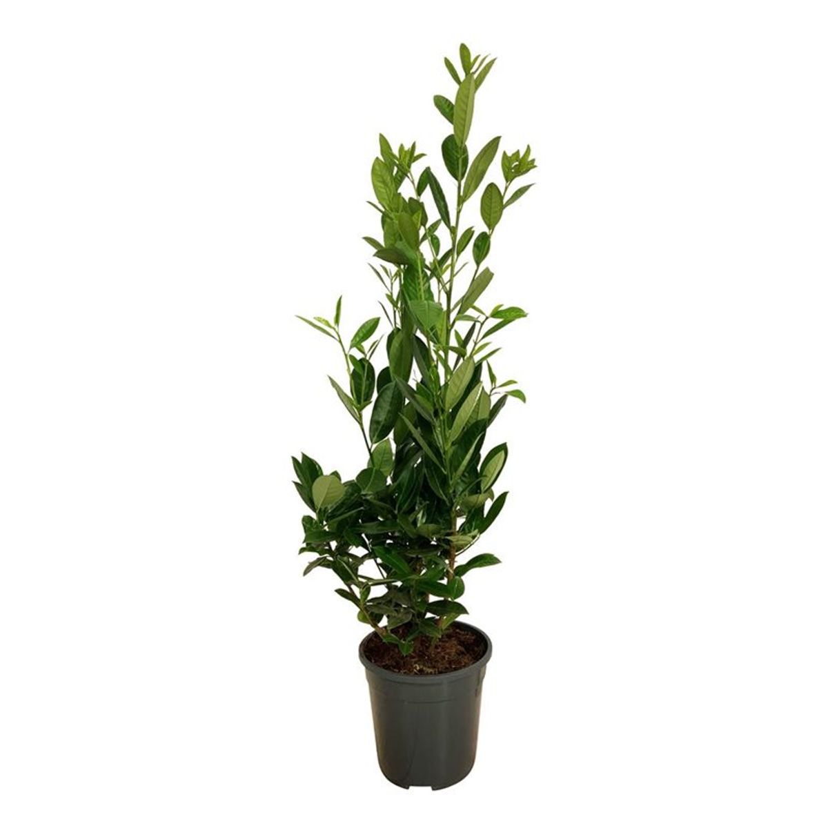 Prunus laurocerasus 'Greentorch' — Plant Wholesale FlorAccess