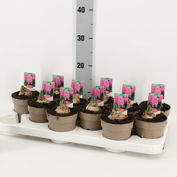 Hyacinthus orientalis 'Pink Pearl'