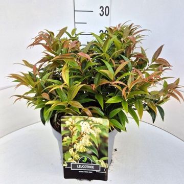 Leucothoe keiskei 'Royal Ruby'