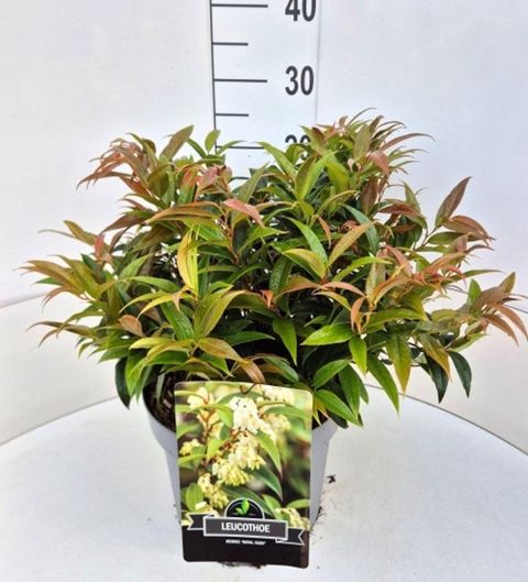 Leucothoe keiskei 'Royal Ruby'