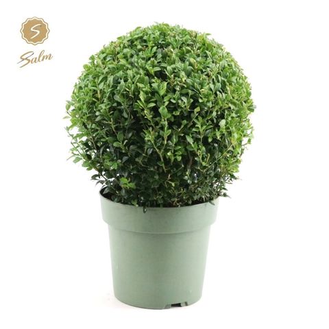 Buxus sempervirens