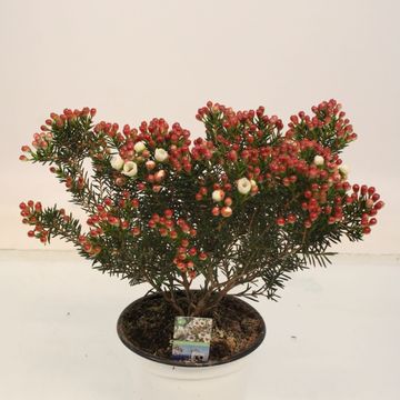 Chamelaucium 'Moonlight Delight'