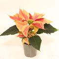 Euphorbia pulcherrima CHRISTMAS FEELINGS MARBLE