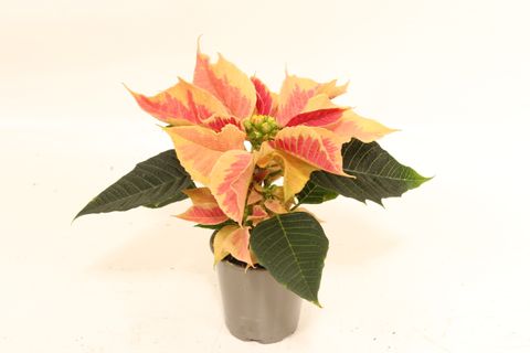 Euphorbia pulcherrima CHRISTMAS FEELINGS MARBLE