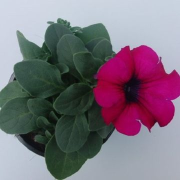 Petunia SURFINIA PURPLE