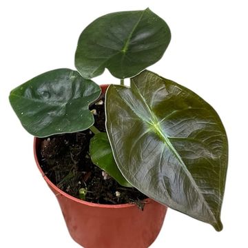 Alocasia 'Golden Bone'